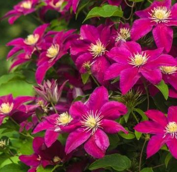 Geriausių Clematis 3 genėjimo grupių veislių aprašymai ir jų auginimo taisyklės