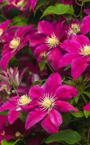 Descripciones de las mejores variedades de clematis 3 grupos de poda y las reglas para su cultivo.