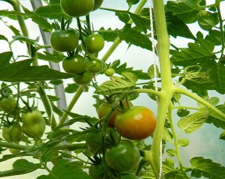 Description and characteristics of the tomato variety Lazy's Dream