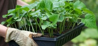 Cómo plantar y cuidar adecuadamente los pepinos en un invernadero.