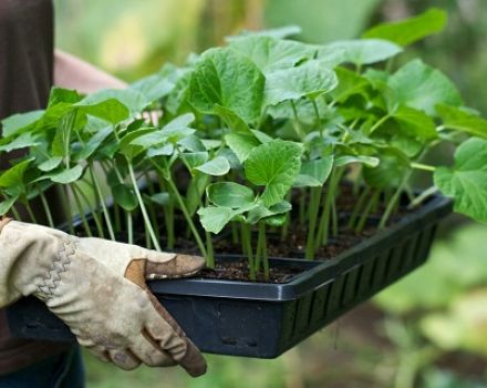 Comment bien planter et entretenir les concombres dans une serre