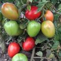 The best early low-growing varieties of fruitful tomatoes for open ground