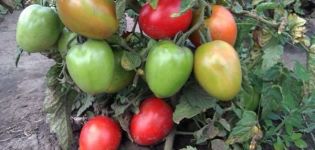 The best early low-growing varieties of fruitful tomatoes for open ground