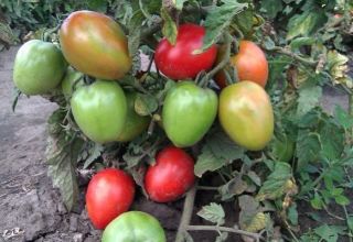 Las mejores variedades tempranas de tomates fructíferos de bajo crecimiento para campo abierto