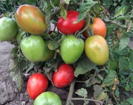 Las mejores variedades tempranas de tomates fructíferos de bajo crecimiento para campo abierto