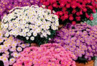 Description de la variété Novobelgiskaya aster, caractéristiques de plantation et d'entretien