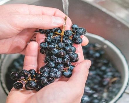 ¿Es necesario lavar las uvas para hacer vino, reglas y características?