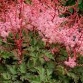 Description et caractéristiques de la variété de Delft Lace astilbe, plantation et entretien