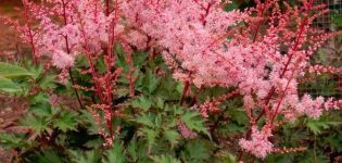 Opis i karakteristike Delft Lace astilbe, sadnja i njega