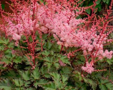 Opis i karakteristike Delft Lace astilbe, sadnja i njega