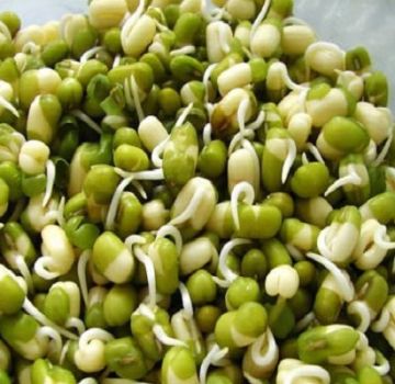 How can you quickly germinate pea seeds at home, its benefits and harms