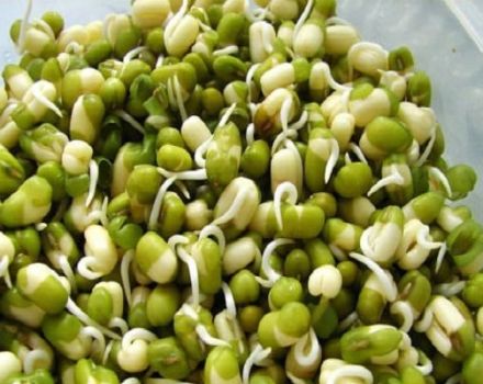 How can you quickly germinate pea seeds at home, its benefits and harms