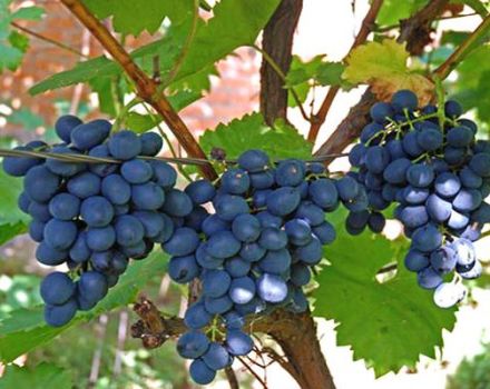 How to process and spray grapes from mildew to treat and fight disease