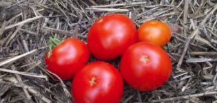 Description of an early tomato variety Skorospelka and its characteristics