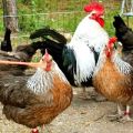 Descriptions of the 15 best meat breeds of chickens for breeding at home