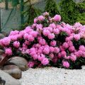 Peraturan untuk menanam dan merawat rhododendron di ladang terbuka, persiapan untuk musim sejuk