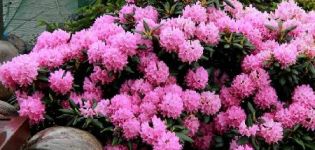 Rules for planting and caring for rhododendrons in the open field, preparation for wintering