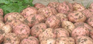 Description of the Ilyinsky potato variety, its characteristics and yield