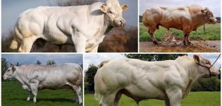 Description et caractéristiques des vaches bleues belges, leur contenu