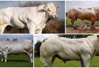 Description et caractéristiques des vaches bleues belges, leur contenu