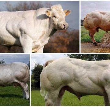 Description et caractéristiques des vaches bleues belges, leur contenu