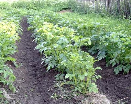 What to do if potatoes have high tops when you can cut them