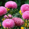 Growing, planting and caring for asters in the open field