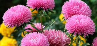 Growing, planting and caring for asters in the open field