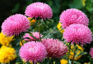 Growing, planting and caring for asters in the open field