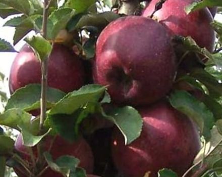 Description of the scarlet variety of apples Kubanskoe Crimson and characteristics, advantages and disadvantages