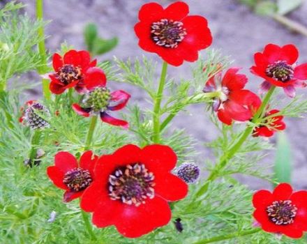 Règles de plantation et d'entretien des adonis d'été, de la culture des fleurs et des variétés