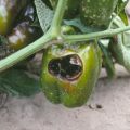 ¿Por qué los pimientos se pudren y se vuelven negros en un arbusto en un invernadero y qué hacer?