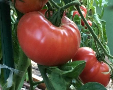 Ciri-ciri dan keterangan pelbagai tomato Keajaiban kebun