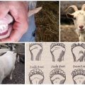 How to determine the age of a goat by teeth, horns and appearance and wrong methods