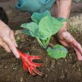 Cómo y cuándo apiñar adecuadamente el repollo después de plantarlo en el suelo