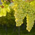 Description et historique de la sélection des raisins Sauvignon, méthodes de plantation et règles de soins