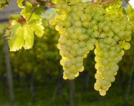 Description et historique de la sélection des raisins Sauvignon, méthodes de plantation et règles de soins