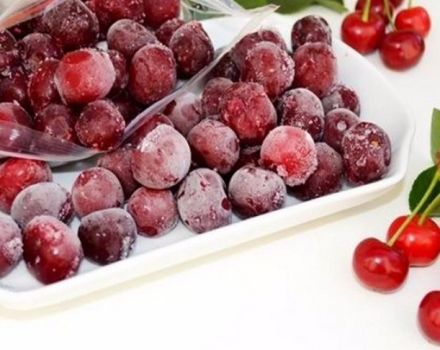 How to properly freeze cherries in the refrigerator for the winter and is it possible