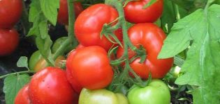 Description of the tomato variety Burkovsky early and its characteristics