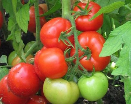 Description de la variété de tomate Burkovsky early et de ses caractéristiques