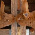 Pourquoi le lapin ne veut pas laisser entrer le lapin, raisons possibles et que faire