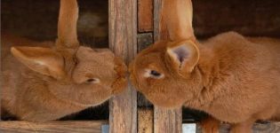 Pourquoi le lapin ne veut pas laisser entrer le lapin, raisons possibles et que faire