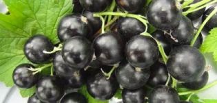 Description and characteristics of the currant variety Ilyinka, planting and care