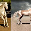 Característiques dels cavalls Akhal-Teke i normes de manteniment, quant costa