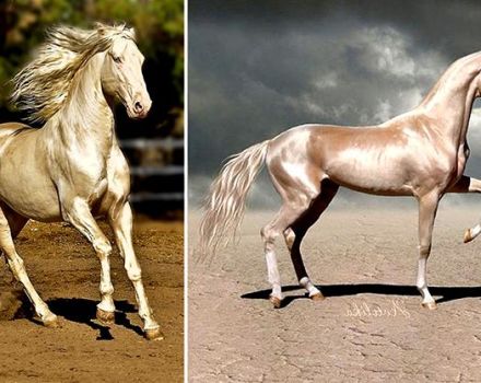 Características de los caballos Akhal-Teke y reglas de mantenimiento, cuánto cuesta.