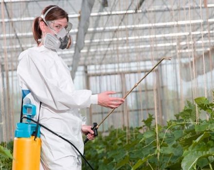 Tipos de plagas de pepinos, control y tratamiento.