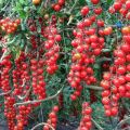 Caractéristiques et description de la variété de tomates cerises douces, rendement et culture