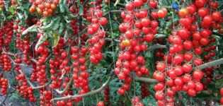 Characteristics and description of the sweet cherry tomato variety, yield and cultivation