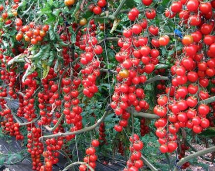 Caractéristiques et description de la variété de tomates cerises douces, rendement et culture