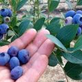 Description of the variety of tall blueberries Chandler, planting and care rules